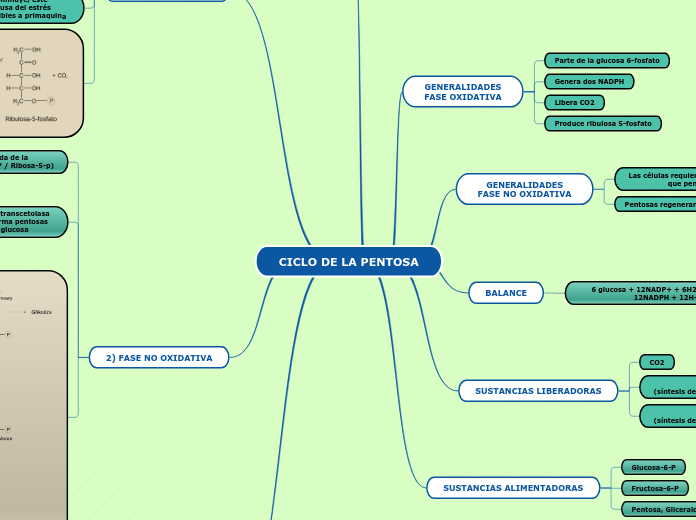 CICLO DE LA PENTOSA