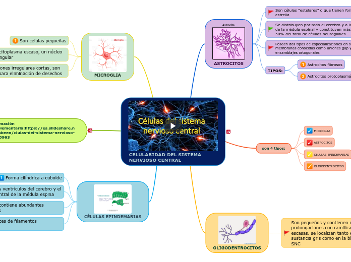 CELULARIDAD DEL SISTEMA NERVIOSO CENTRAL
