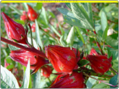 JAMAICA (Hibiscus sabdariffa)