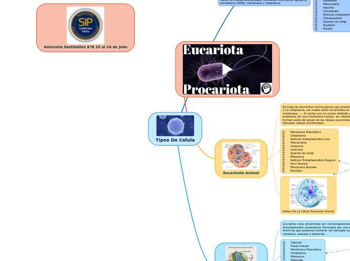 Tipos De Celula