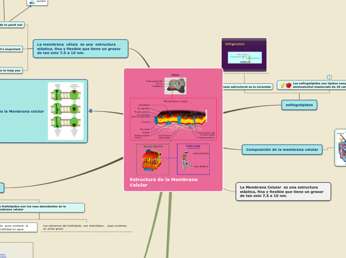 Estructura de la Membrana Celular