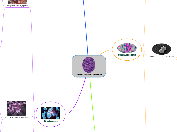 Cocos Gram Positivo