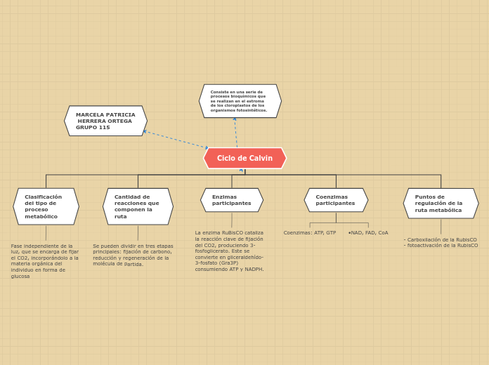 Ciclo de Calvin