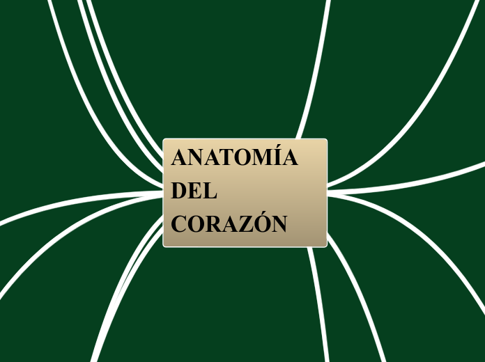 ANATOMÍA DEL CORAZÓN