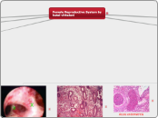 Female Reproductive System 