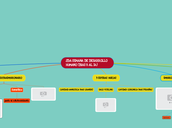2DA SEMANA DE DESARROLLO HUMANO (DIAS 8 AL 14)