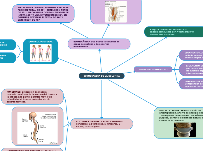 BIOMECÁNICA DE LA COLUMNA