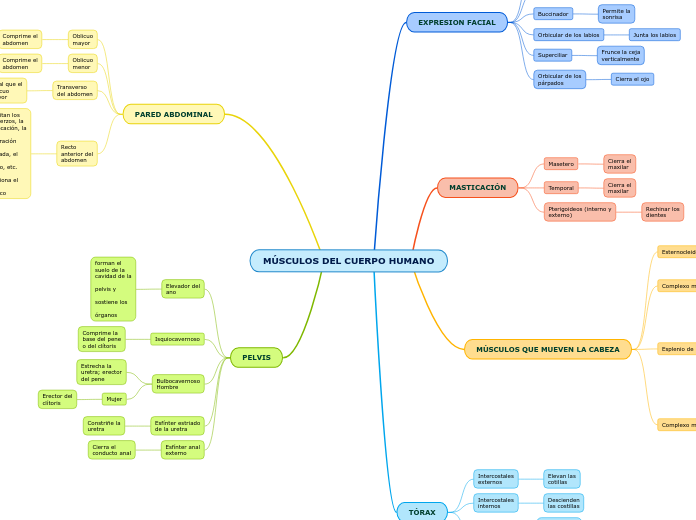 MÚSCULOS DEL CUERPO HUMANO
