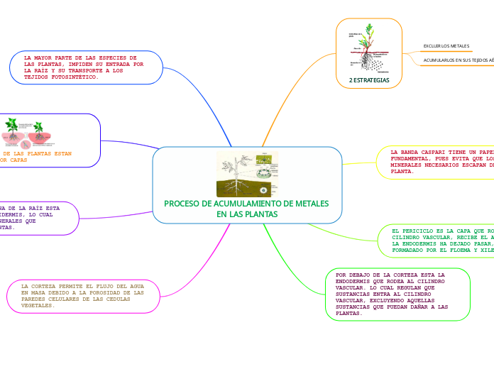 PROCESO DE ACUMULAMIENTO DE METALES EN LAS PLANTAS