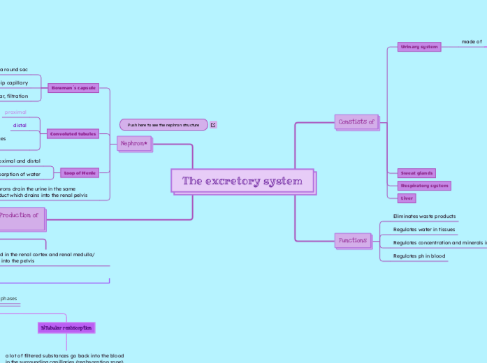 The excretory system