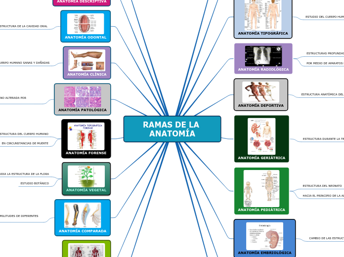 RAMAS DE LA ANATOMÍA