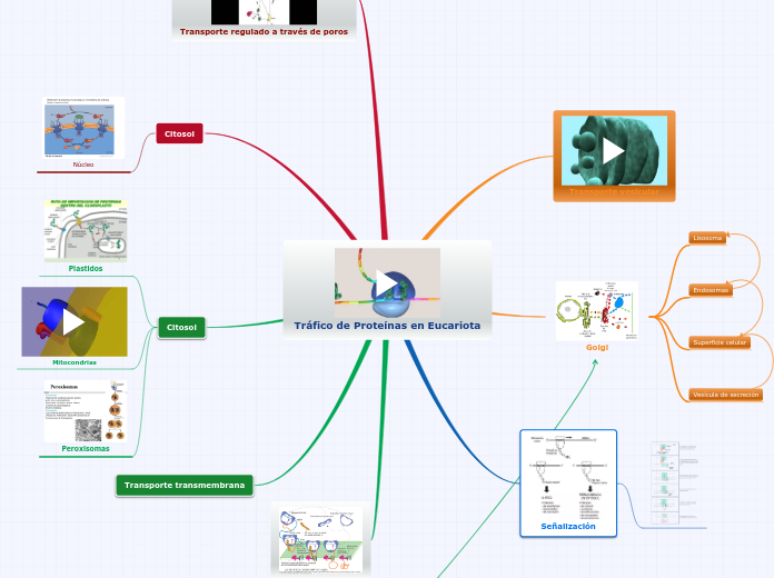 Tráfico de Proteínas en Eucariota