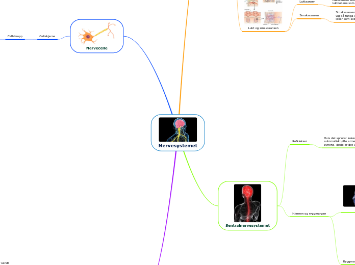 Nervesystemet