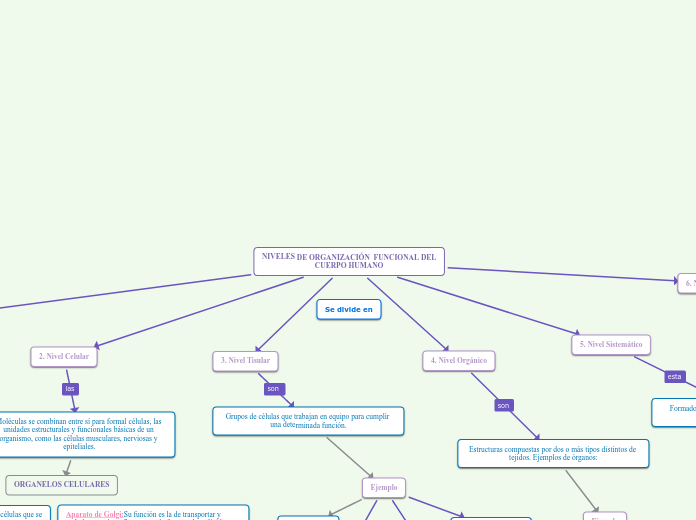 Niveles de organizacion funcional del cuerpo humano