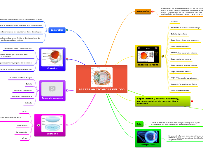 PARTES ANATÓMICAS DEL OJO