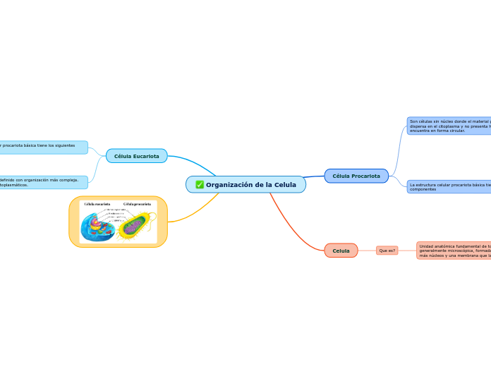 Organización de la Celula