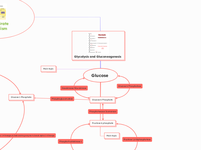 Assignment # 3: Carbohydrates