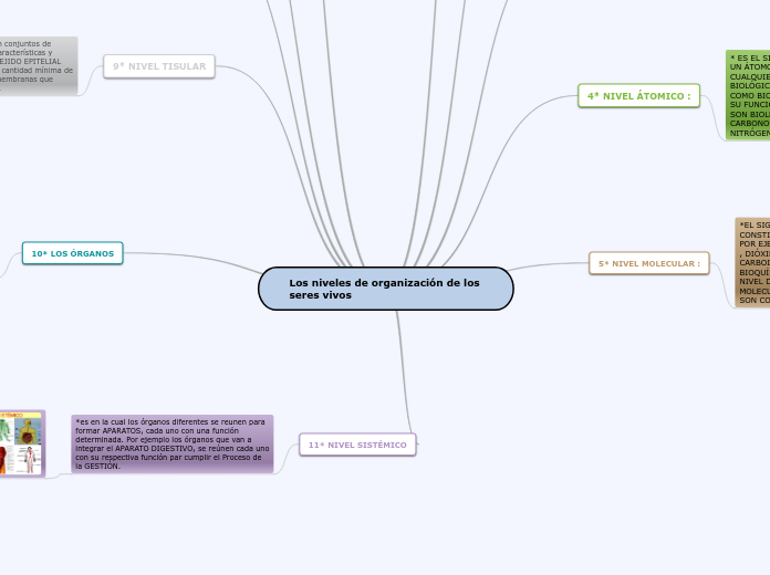 Los niveles de organización de los        seres vivos