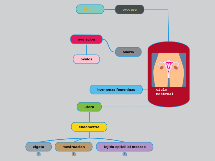 ciclo mestrual.vivian steisy sapuy 9c