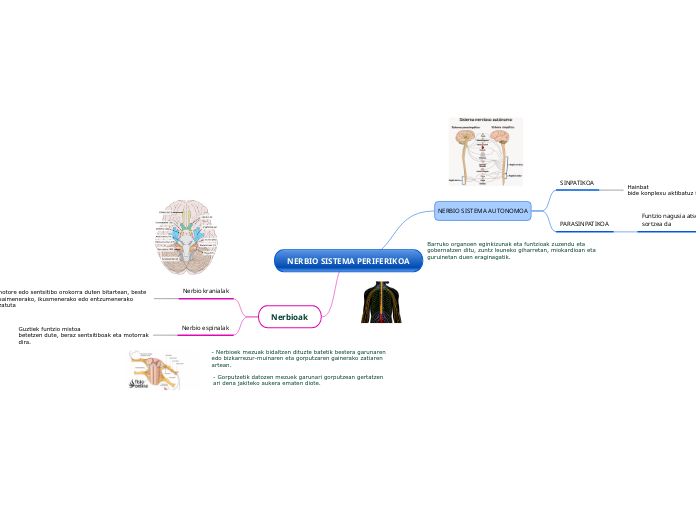 NERBIO SISTEMA PERIFERIKOA