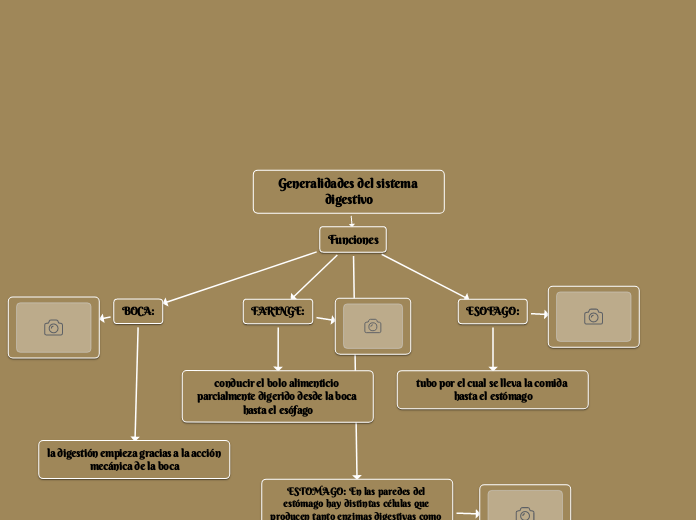 Generalidades del sistema digestivo