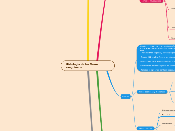 Histología de los Vasos sanguíneos