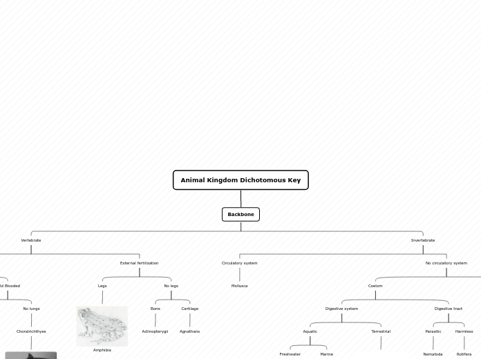 Organigram