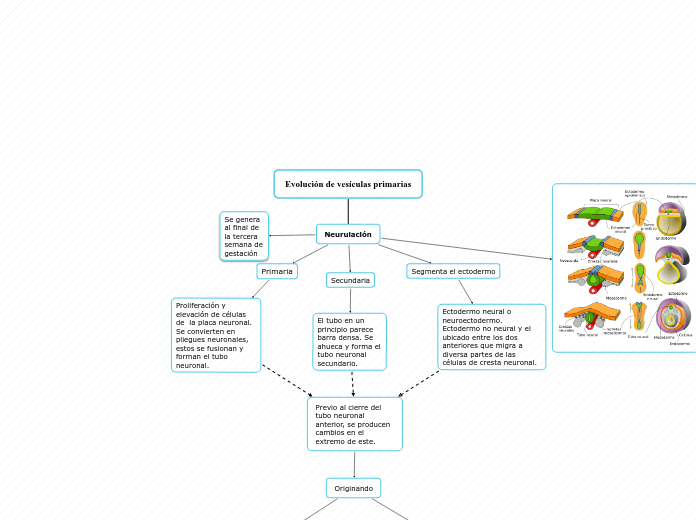 Evolución de vesículas primarias