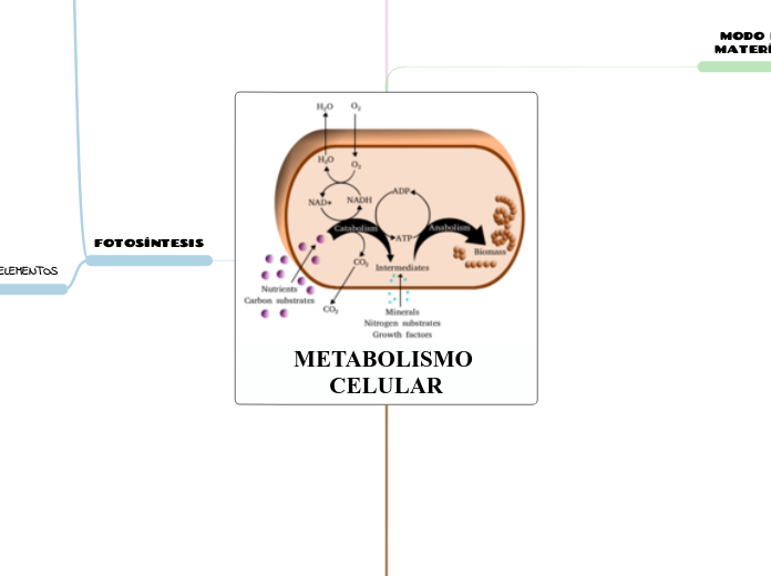 METABOLISMO CELULAR