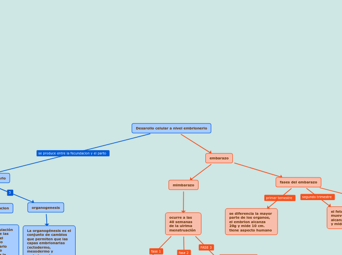 Desarollo celular a nivel embrionerio