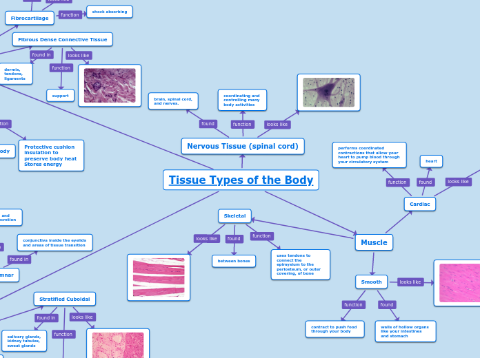 Tissue Types of the Body