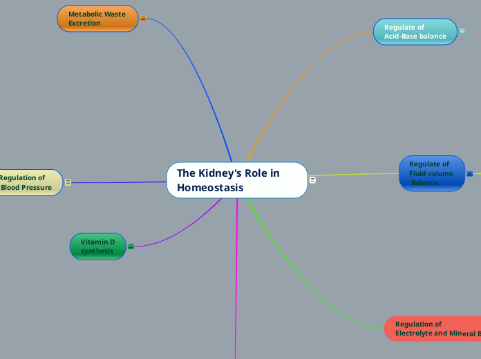 The Kidney's Role in Homeostasis