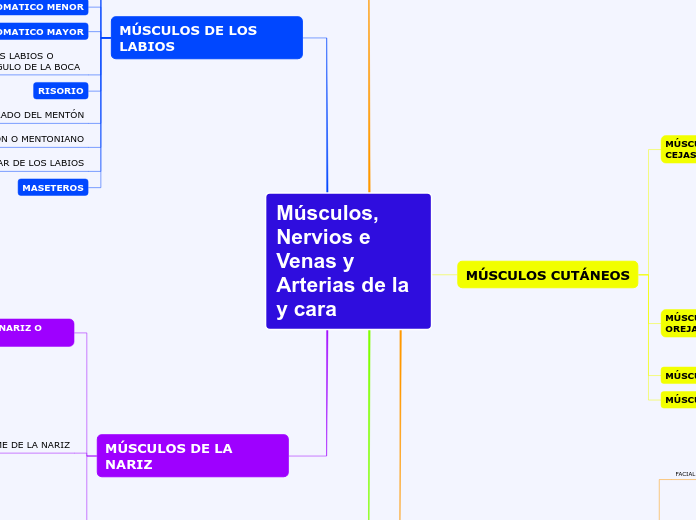 Músculos, Nervios e Venas y Arterias de la      y cara