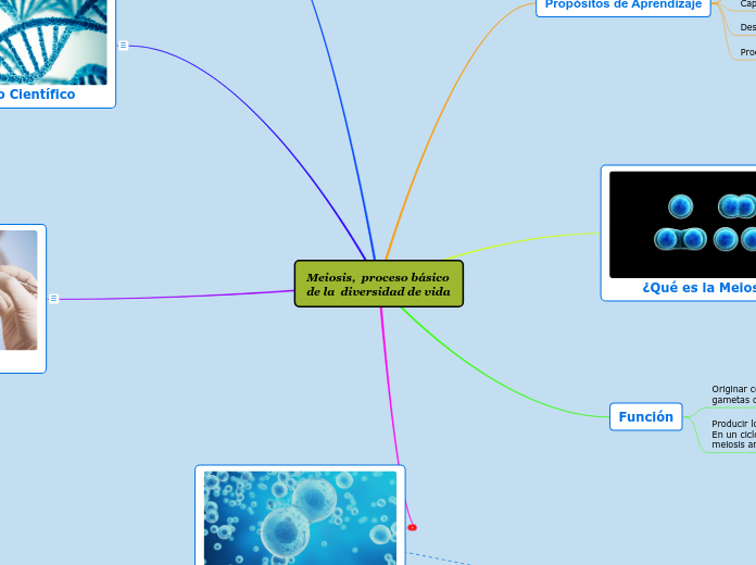 Meiosis,  proceso básico             de la  diversidad de vida