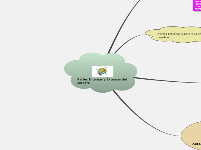 Partes Internas y Externas del cerebro