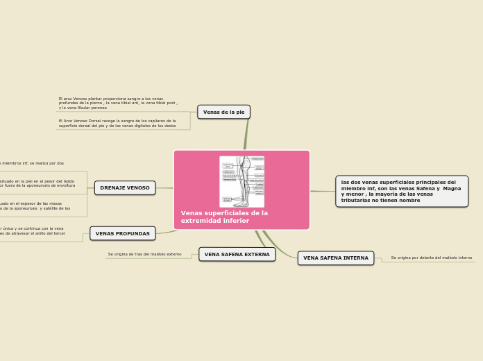 Venas superficiales de la extremidad inferior