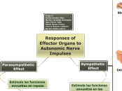 Responses of Effector Organs to Autonomic Nerve Impulses