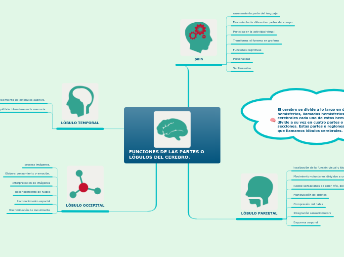 FUNCIONES DE LAS PARTES O LÓBULOS DEL CEREBRO.