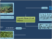 Adaptations of Aquatic Plants