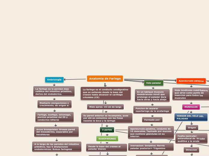 Anatomia de Faringe