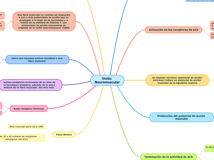 Unión 
Neuromuscular