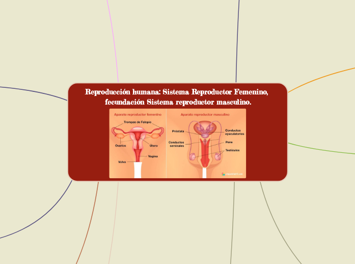 Reproducción humana: Sistema Reproductor Femenino, fecundación Sistema reproductor masculino.