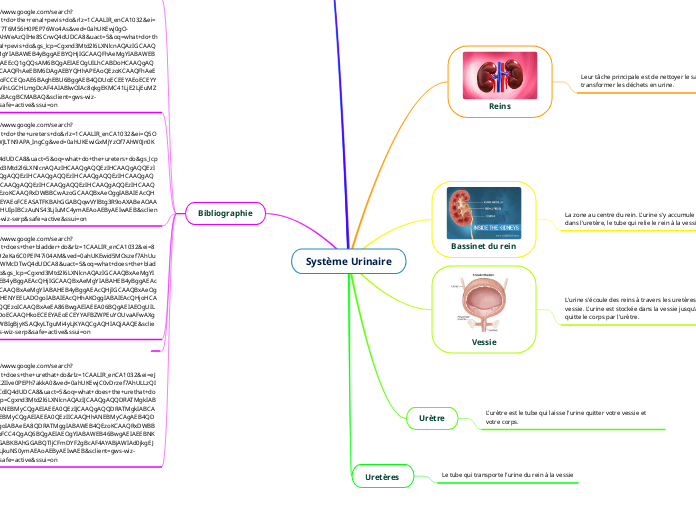 Système Urinaire