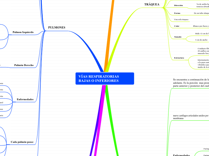 VÍAS RESPIRATORIAS BAJAS O INFERIORES