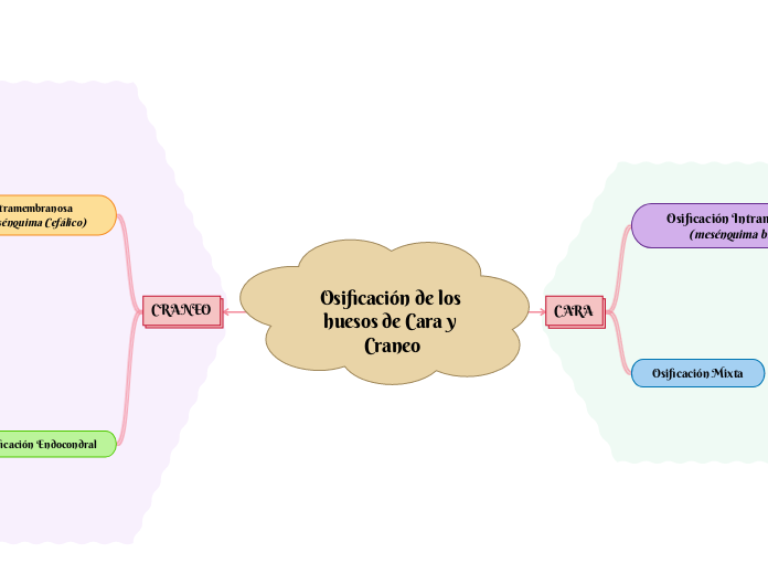 Osificación de los huesos de Cara y Craneo