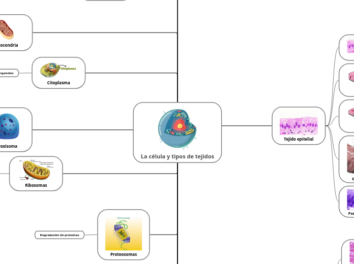 La célula y tipos de tejidos