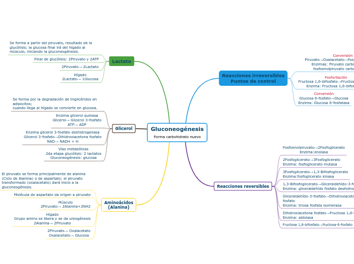 Gluconeogénesis
Forma carbohidrato nuevo