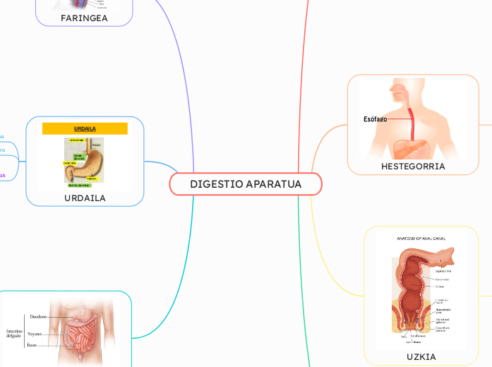 DIGESTIO APARATUA