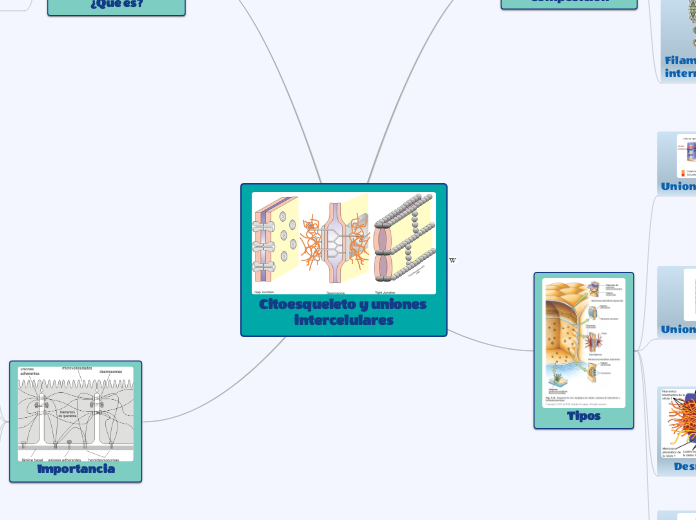 Citoesqueleto y uniones intercelulares