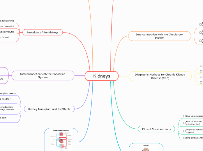 Kidneys